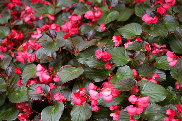 Picture of Begonia%20benariensis%20Whopper%20Rose%20with%20Bronze%20Leaf