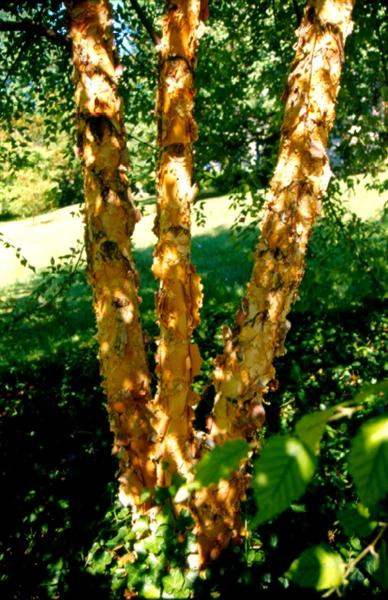 Picture of Betula nigra 'BNMTF' Dura-Heat Dura Heat River Birch