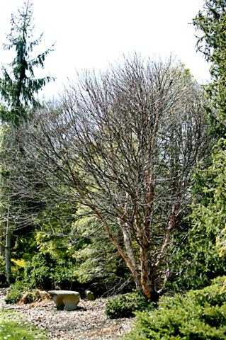 Picture of Betula nigra 'Little King' Fox Valley� River Birch