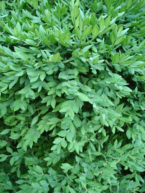 Picture of Buxus  'Green Velvet' Green Velvet Boxwood