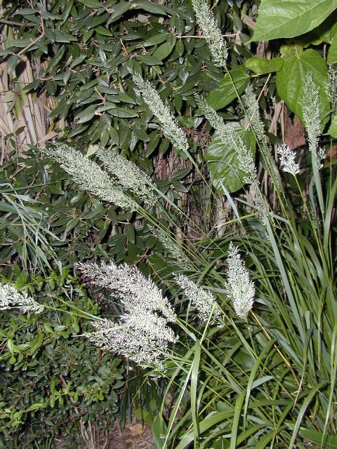 Picture of Calamagrostis brachytricha  Korean Feather Reed Grass