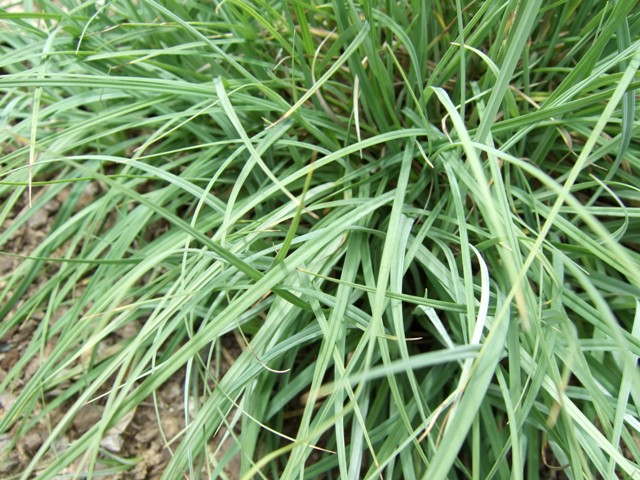 Picture of Carex%20flacca%20'Blue%20Zinger'%20Blue%20Zinger%20Sedge