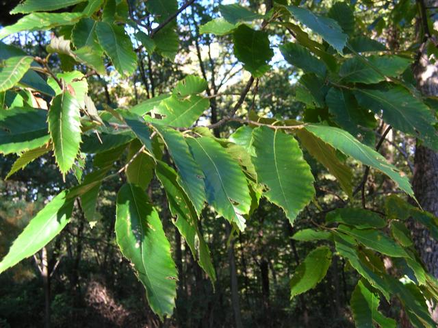 Picture of Castanea mollissima  Chinese Chestnut
