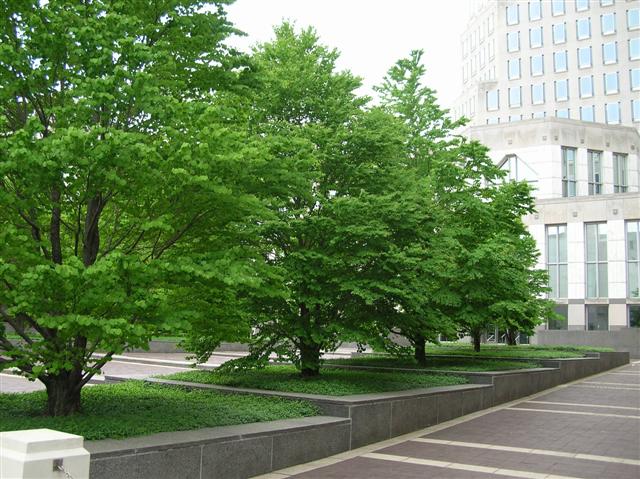 Picture of Cercidiphyllum japonicum  Katsura Tree
