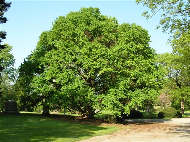 Cercidiphyllum japonicum cercidiphyllumjaponicumspringgroveapril(Small).jpg