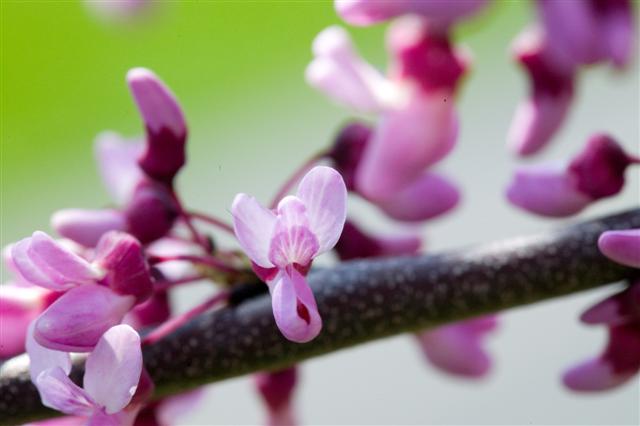 Picture of Cercis%20canadensis%20%20Eastern%20Redbud