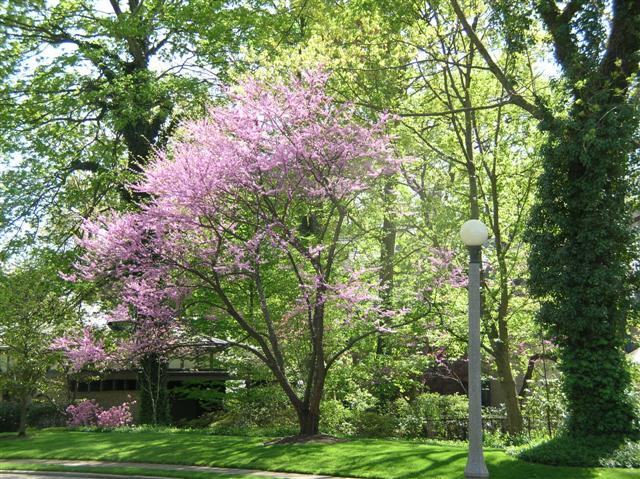 Picture of Cercis%20canadensis%20%20Eastern%20Redbud