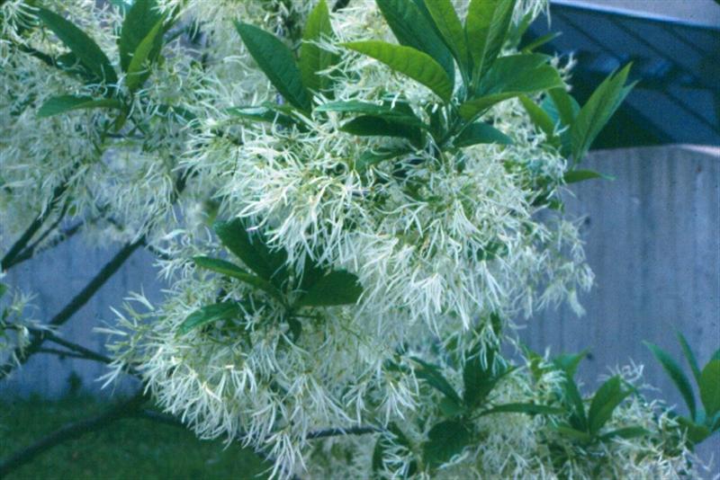 Picture of Chionanthus%20virginicus%20%20White%20Fringetree
