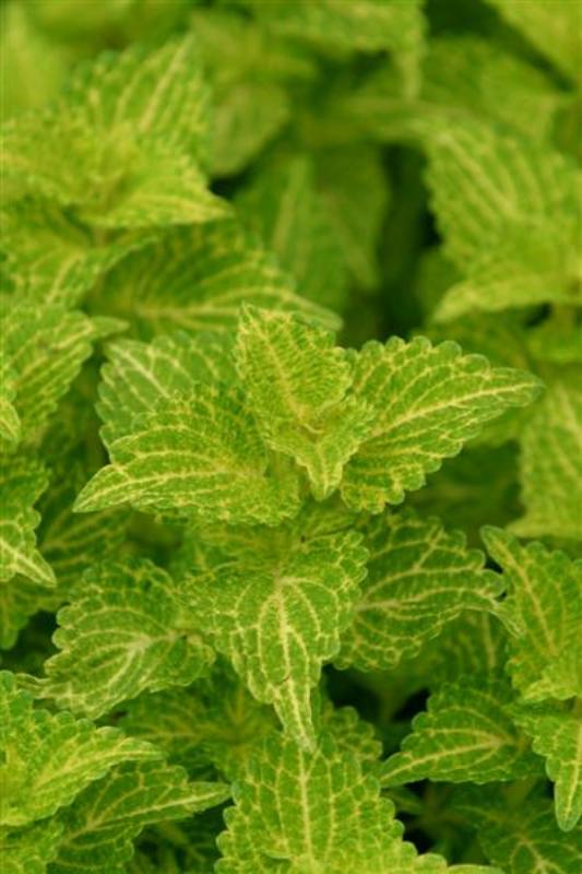 Picture of Solenostemon%20scutellarioides%20'Electric%20Lime'%20Electric%20Lime%20Coleus