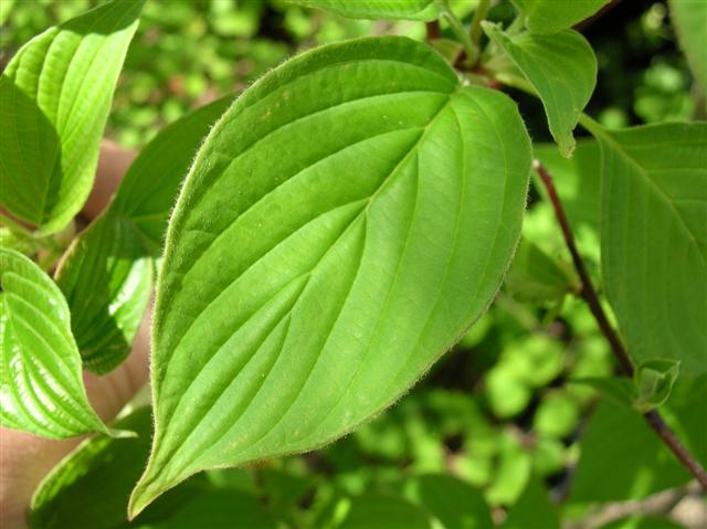 Picture of Cornus%20alternifolia%20%20Pagoda%20Dogwood