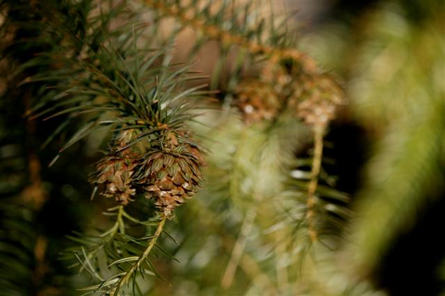 Picture of Cunninghamia%20lanceolata%20%20Chinafir
