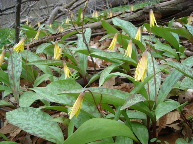 Picture of Erythronium americanum  Trout Lily
