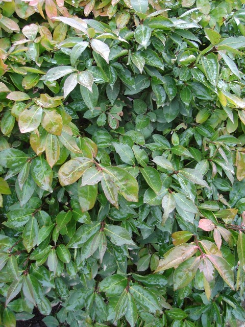 Picture of Euonymus alatus 'Rudy Haag' Rudy Haag Winged Euonymus