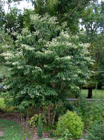 Picture of Heptacodium%20miconioides%20%20Seven-son%20Flower