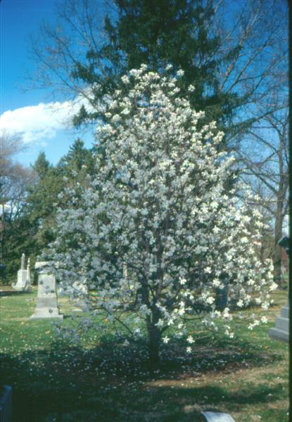 Picture of Magnolia%20x%20loebneri%20'Merrill'%20Merrill%20Magnolia