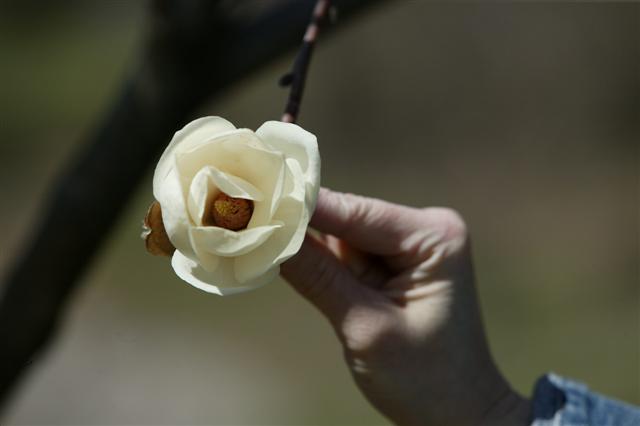 Picture of Magnolia%20denudata%20%20Yulan%20Magnolia