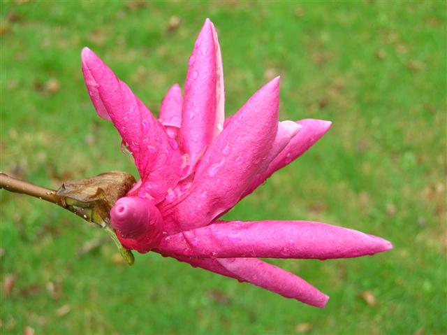 Picture of Magnolia%20x%20'Galaxy'%20%20Galaxy%20Magnolia