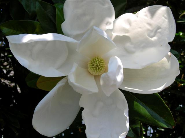 southern magnolia tree facts. Magnolia grandiflora Southern Magnolia on PlantPlaces.com