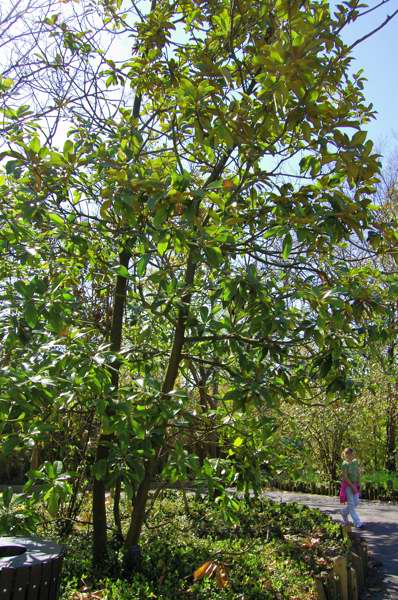 Picture of Magnolia%20grandiflora%20%20Southern%20Magnolia