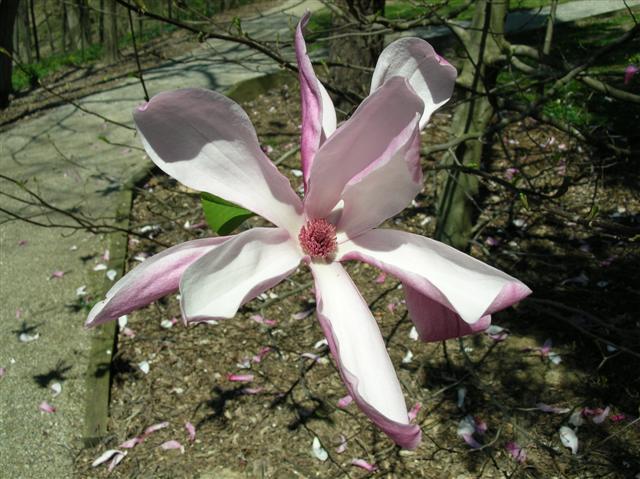 Picture of Magnolia%20x%20'Galaxy'%20%20Galaxy%20Magnolia