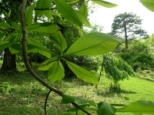 Picture of Magnolia%20tripetala%20%20Umbrella%20Magnolia