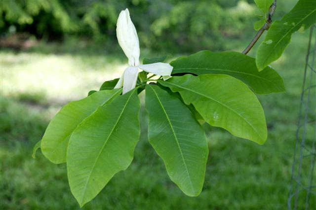 Picture of Magnolia%20tripetala%20%20Umbrella%20Magnolia