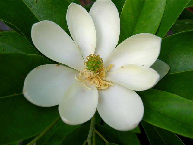 Picture of Magnolia%20virginiana%20%20Sweetbay%20Magnolia