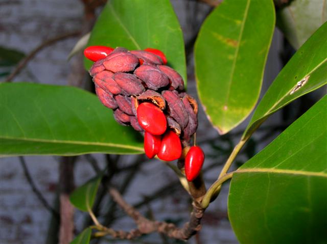 Picture of Magnolia%20virginiana%20%20Sweetbay%20Magnolia