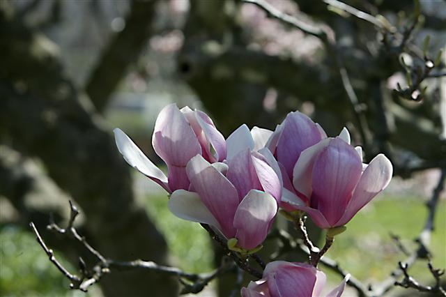 Picture of Magnolia%20x%20soulangeana%20%20Saucer%20Magnolia