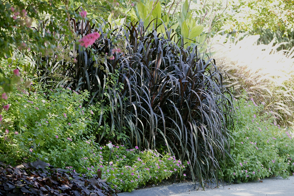 Picture of Pennisetum purpureum 'Graceful Grasses Vertigo' Graceful Grasses Vertigo Pearl Millet