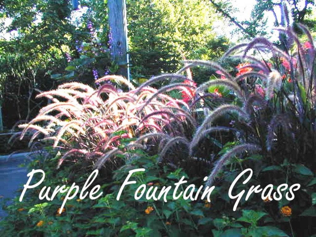Picture of Pennisetum setaceum  'Rubrum' Graceful Grasses Purple Fountain Grass