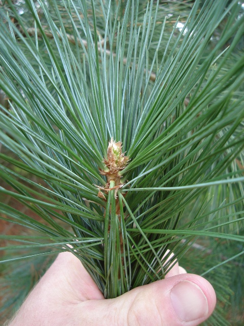 Picture of Pinus%20ayacahuite%20%20Mexican%20White%20Pine