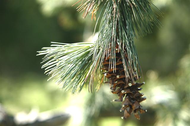 Picture of Pinus flexilis  Limber Pine