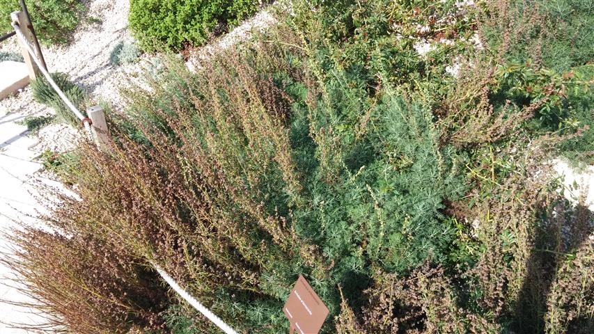 Artemisia arborescens plantplacesimage20141011_123913.jpg