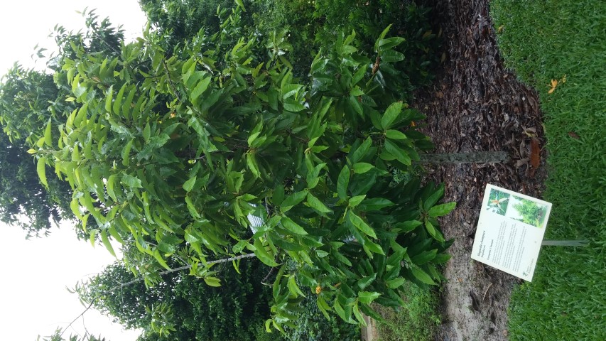 Magnolia champaca plantplacesimage20141229_075651.jpg