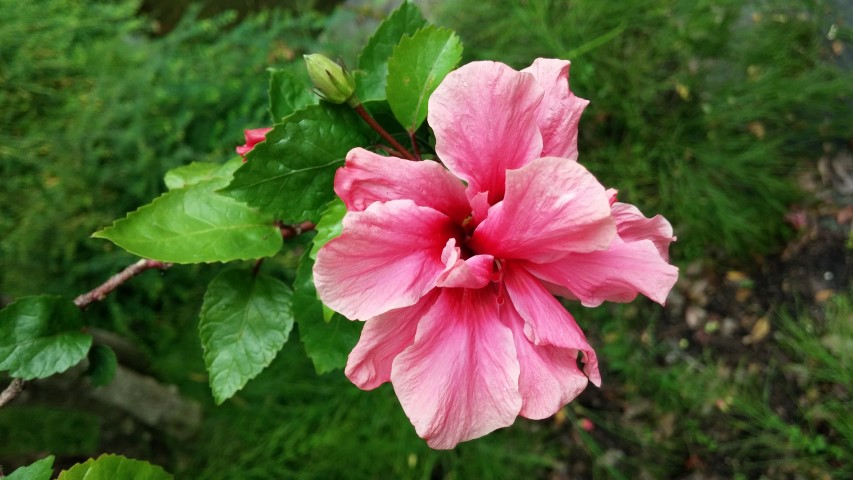 Hibiscus rosa-sinensis plantplacesimage20150108_134333.jpg