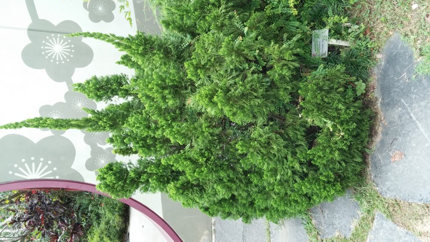 Juniperus chinensis plantplacesimage20150108_134355.jpg