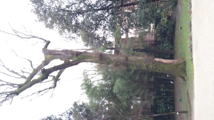 Quercus robur plantplacesimage20150222_102445.jpg