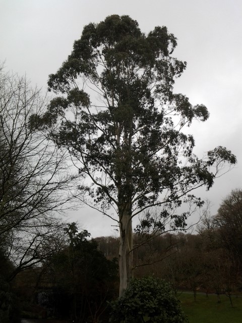 Picture of Eucalyptus%20darlymplena