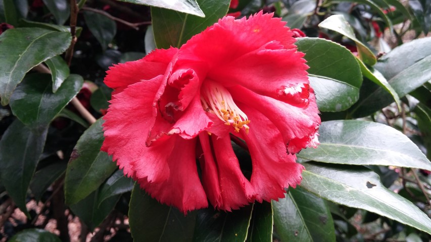 Camellia japonica plantplacesimage20150301_124151.jpg