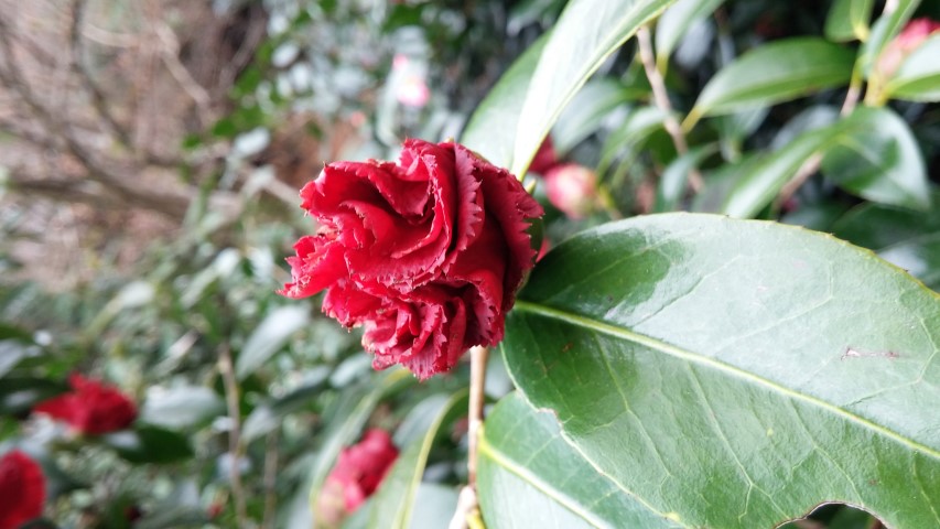 Camellia japonica plantplacesimage20150301_124206.jpg