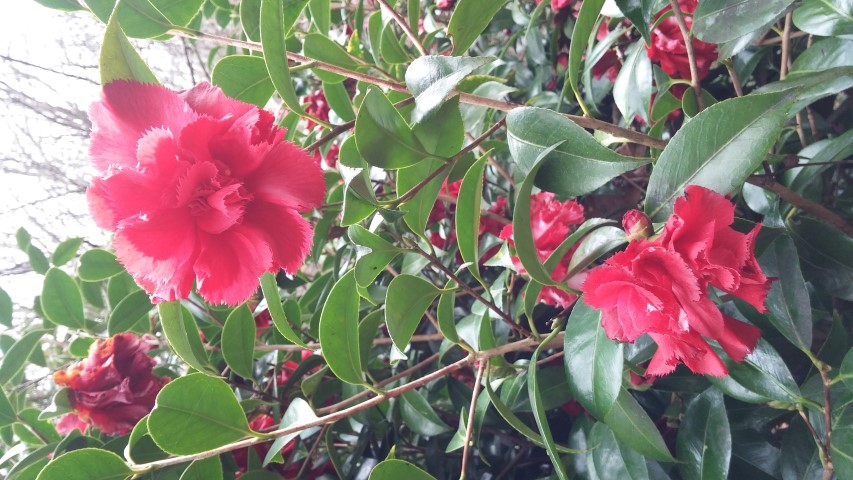 Camellia japonica plantplacesimage20150301_124223.jpg