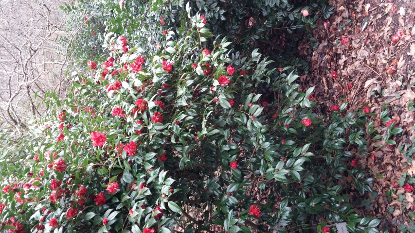 Camellia japonica plantplacesimage20150301_124239.jpg
