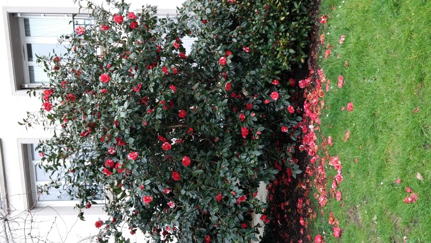 Camellia japonica plantplacesimage20150301_140408.jpg