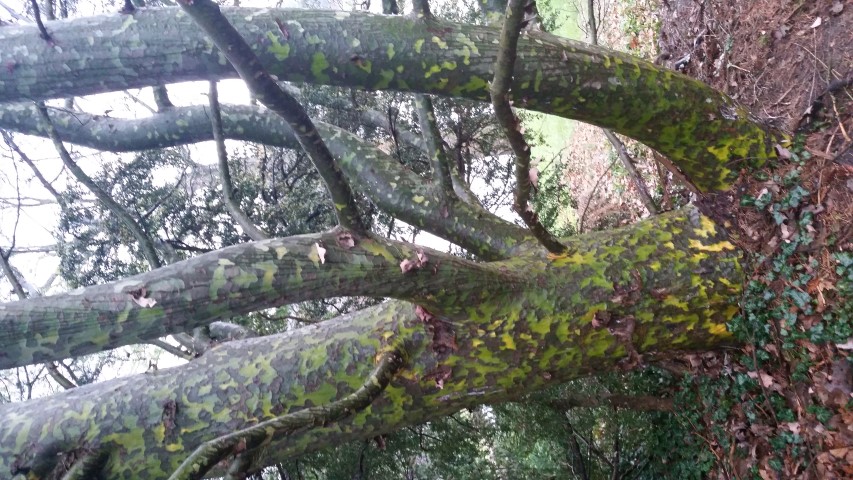 Picture of Pinus%20bungeana%20%20Lacebark%20Pine
