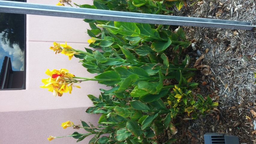 Canna indica plantplacesimage20150531_112907.jpg
