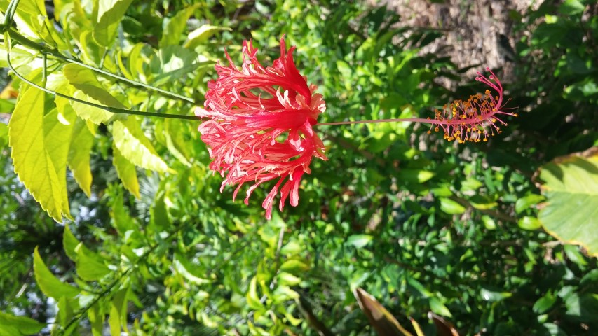 Picture of Hibiscus schizopetalus  Coral hibiscus