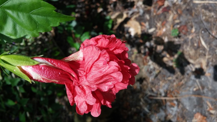 Picture of Hibiscus rosa-sinensis Red Rooster Chinese Hibiscus