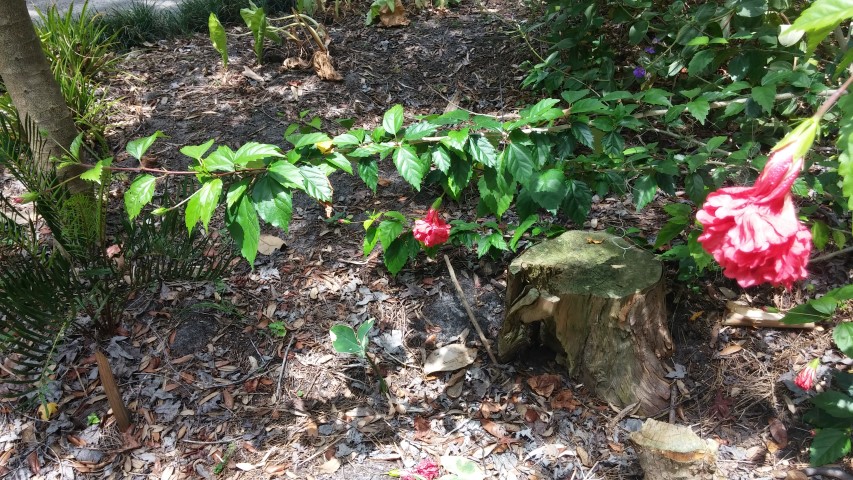 Picture of Hibiscus rosa-sinensis Red Rooster Chinese Hibiscus