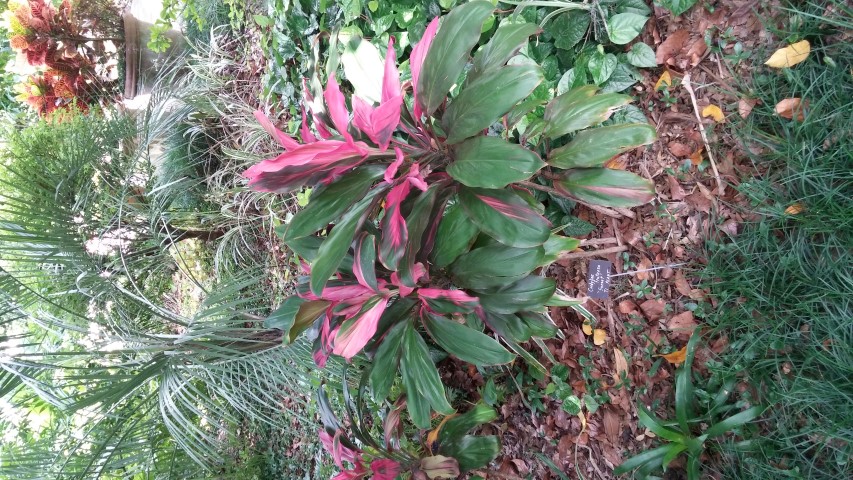 Picture of Cordyline fruiticosa Sunset Ti Plant
